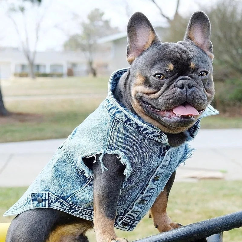 Denim Jeans Jacket For Dogs And Cats