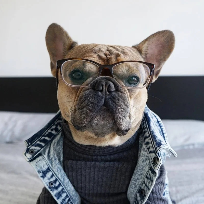 Denim Jeans Jacket For Dogs And Cats