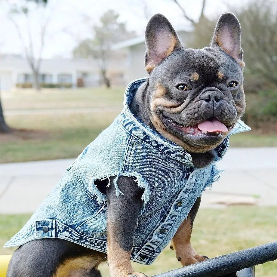 Denim Jeans Jacket For Dogs And Cats