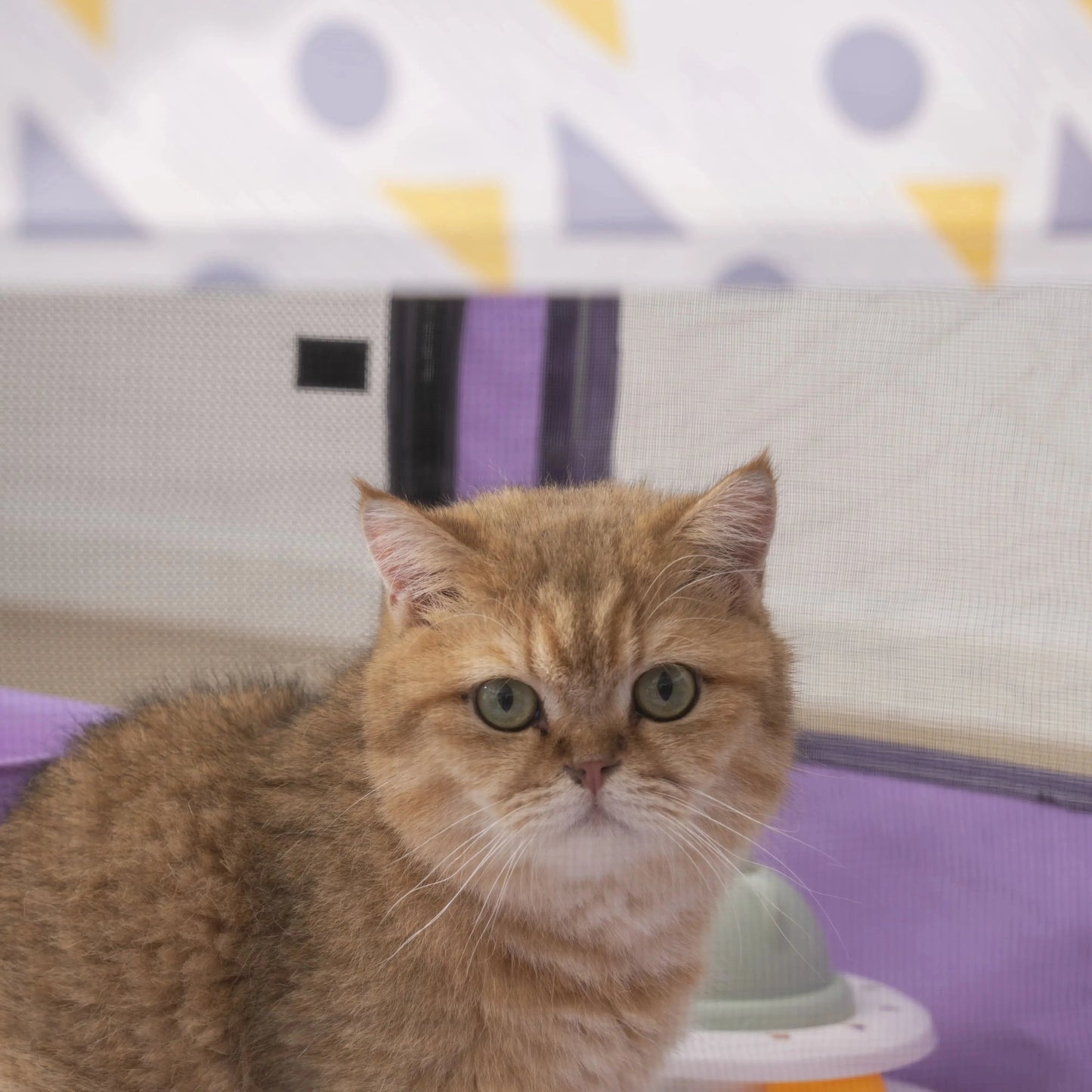 CN Guangdong Zhejiang Foldable Mesh Ventilated Circular Cat And Dog Nest Indoor Outdoor Use