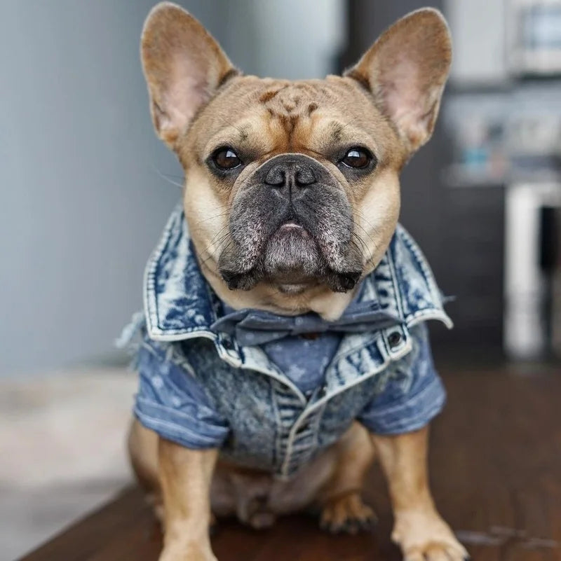 Denim Jeans Jacket For Dogs And Cats