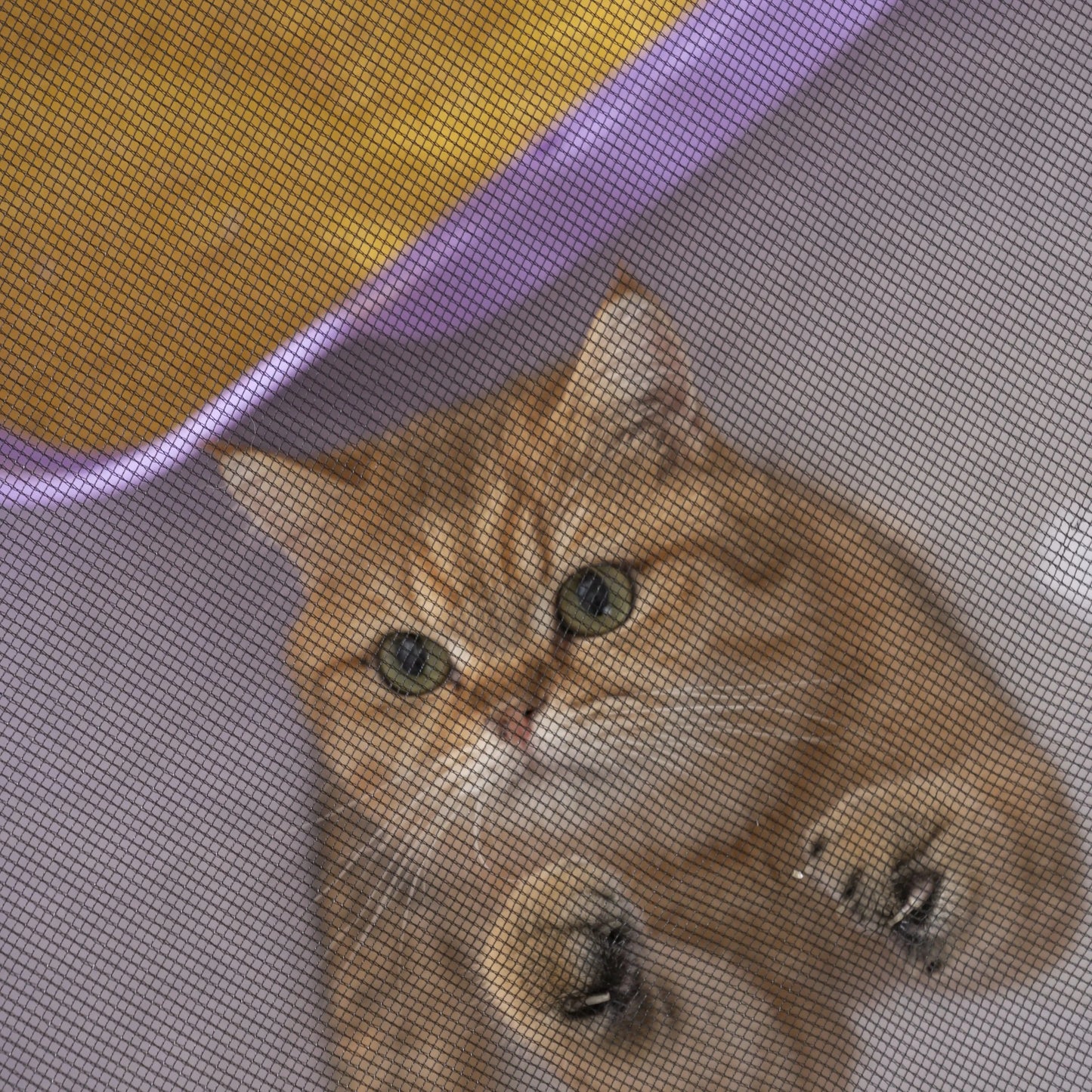 CN Guangdong Zhejiang Foldable Mesh Ventilated Circular Cat And Dog Nest Indoor Outdoor Use